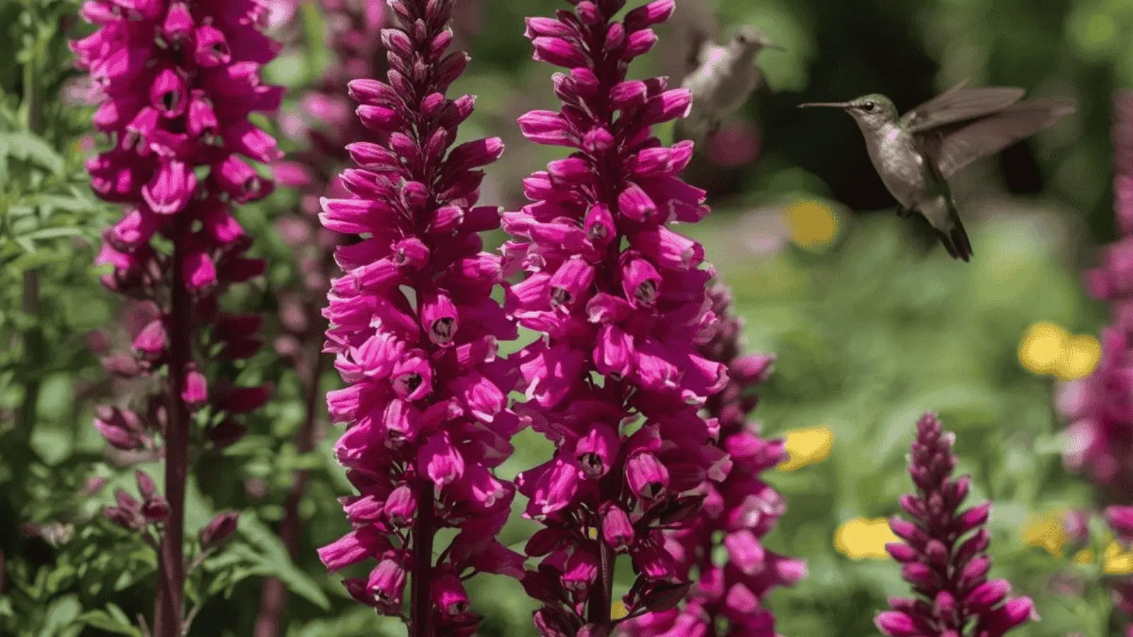 Salvia Wendy's Wish flowers attracting hummingbirds in a garden