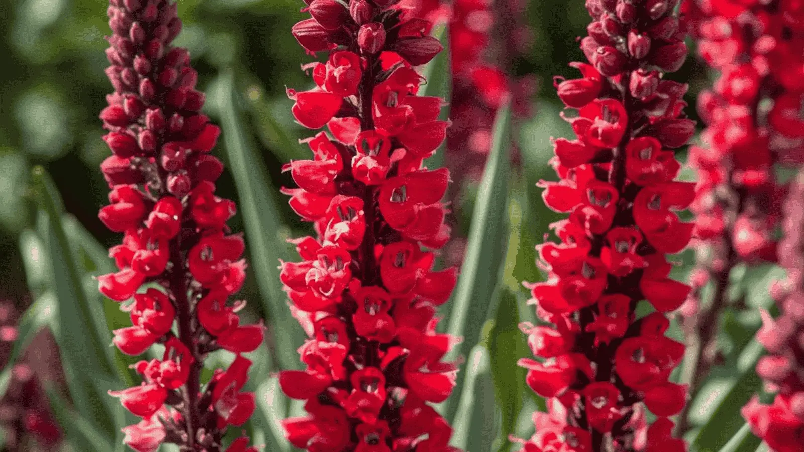 Vibrant Salvia Love and Wishes flowers blooming with deep purple spikes in garden